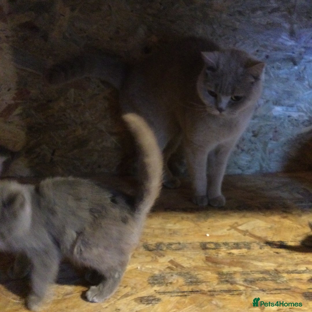 British Shorthair cats for sale: Beautiful blue & white British shorthair kittens  - Image 12