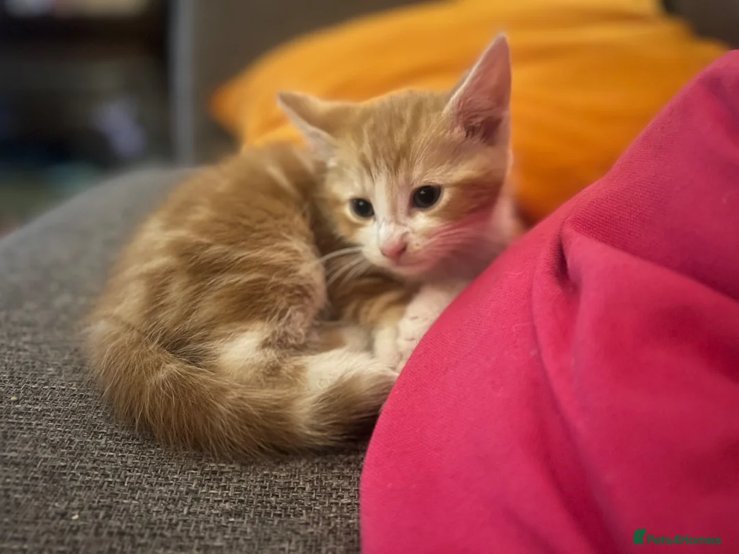 Mixed Breed cats for sale: Four varied mixed breed kittens - Advert 2