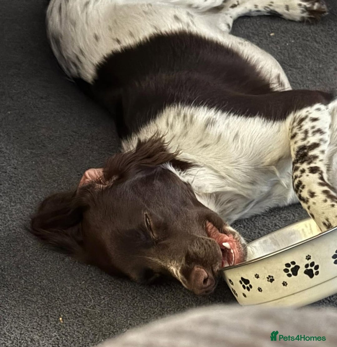English Springer Spaniel dogs for sale: Coco springer spaniel - Image 5