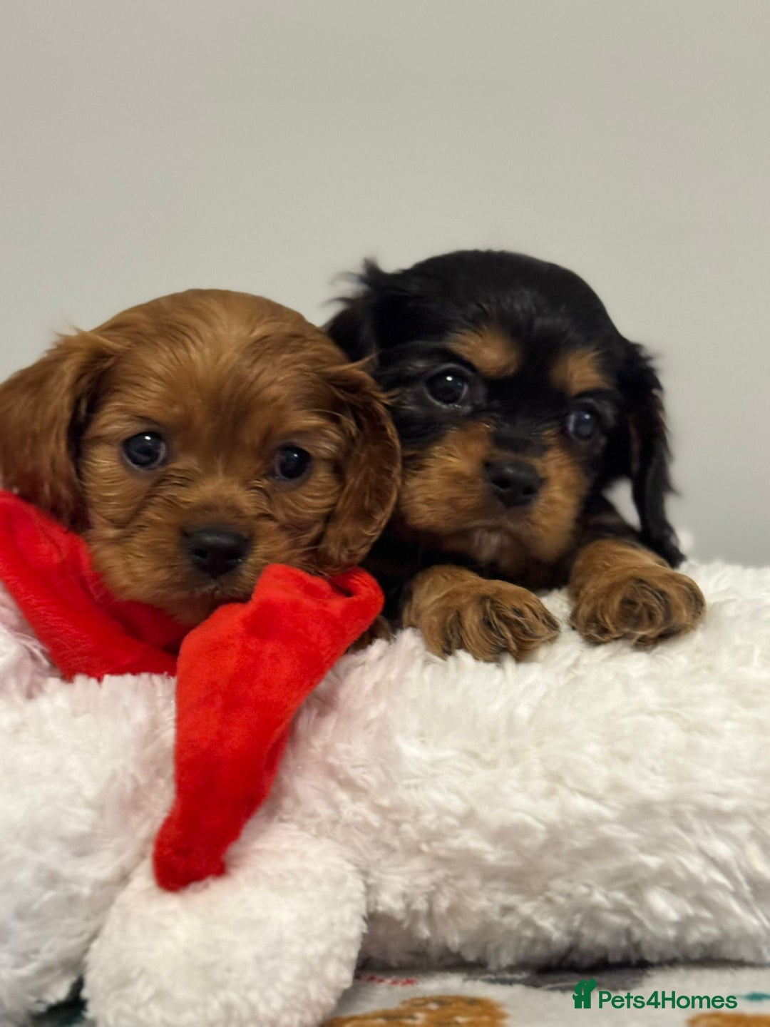 Cavalier King Charles Spaniel dogs for sale: Cavalier King Charles Spaniel Pups KC Reg - Advert 35
