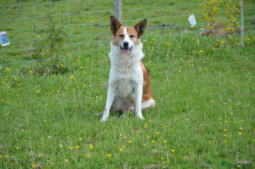 Mixed Breed dogs for sale: Beautiful Border Collie pups - Image 14