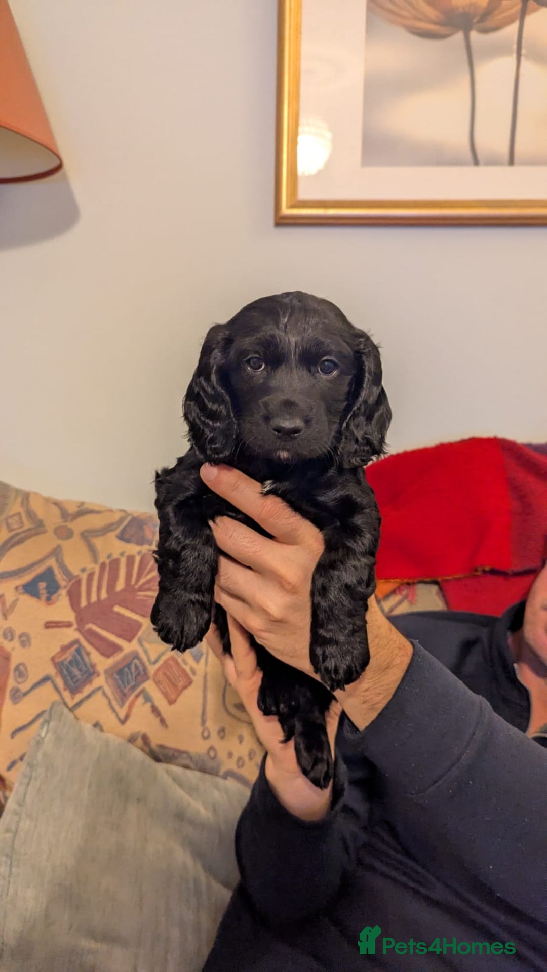 Cocker Spaniel dogs for sale: Working Cocker Spaniel puppies - Advert 6