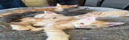 Maine Coon cats for sale: Maine Coon kittens - Advert 1