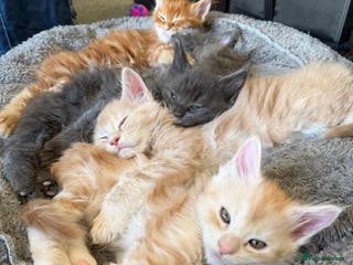 Maine Coon cats Maine Coon kittens - Advert 5