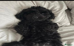 Cockapoo dogs for sale: Stunning Superb DNA Clear F1B Toy Cockapoo Pups - Image 8