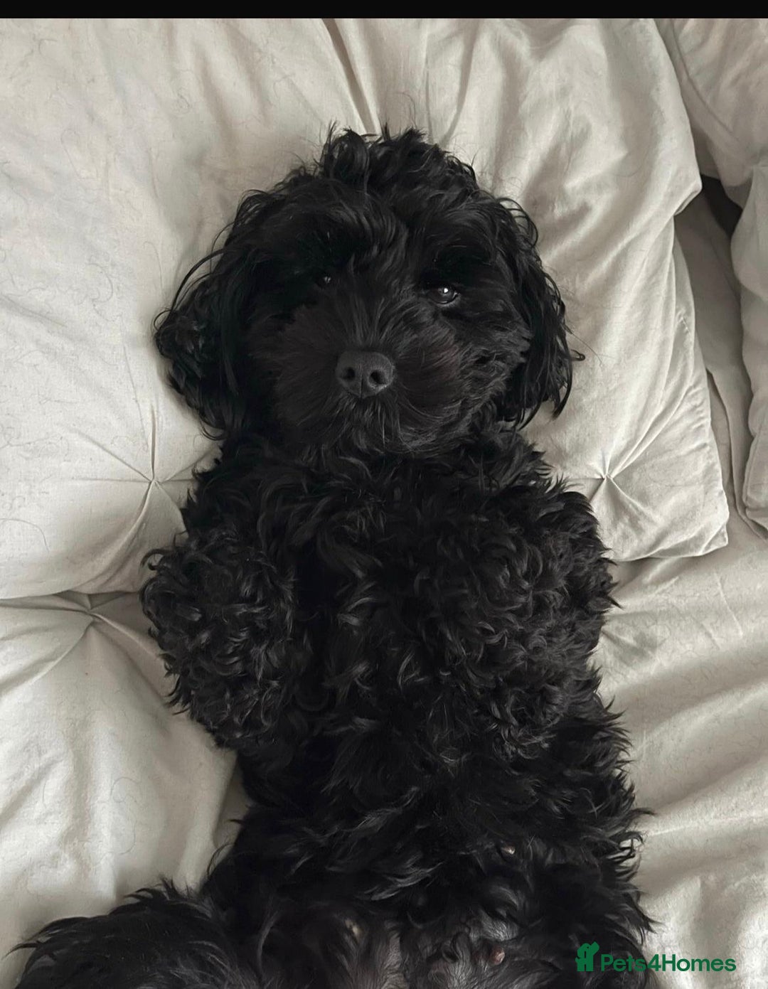 Cockapoo dogs for sale: Stunning Superb DNA Clear F1B Toy Cockapoo Pups - Image 8