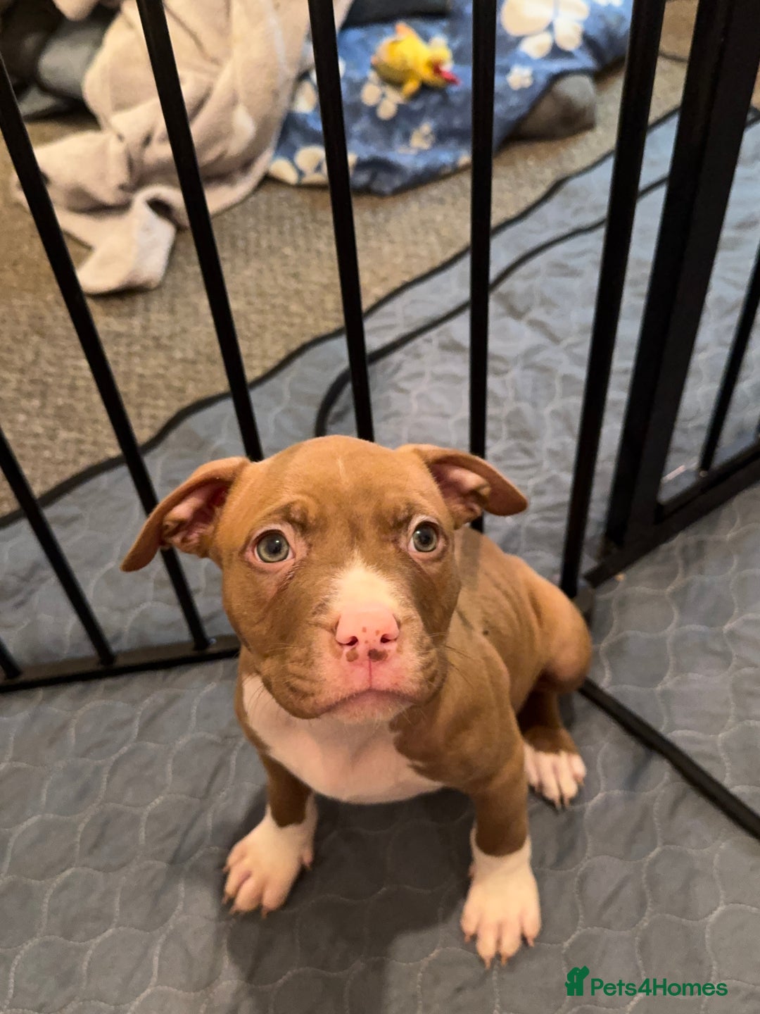 American Bully dogs for sale:  Bully x Staffie pups (2 Boys left) - Advert 37