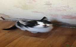 American Shorthair cats for sale: 2 American short wire hair kittens  - Image 3