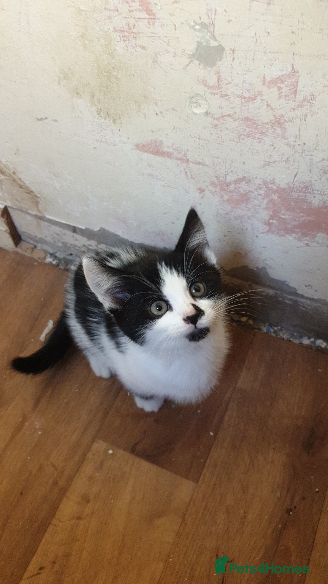 American Shorthair cats for sale: 2 American short wire hair kittens  - Image 3
