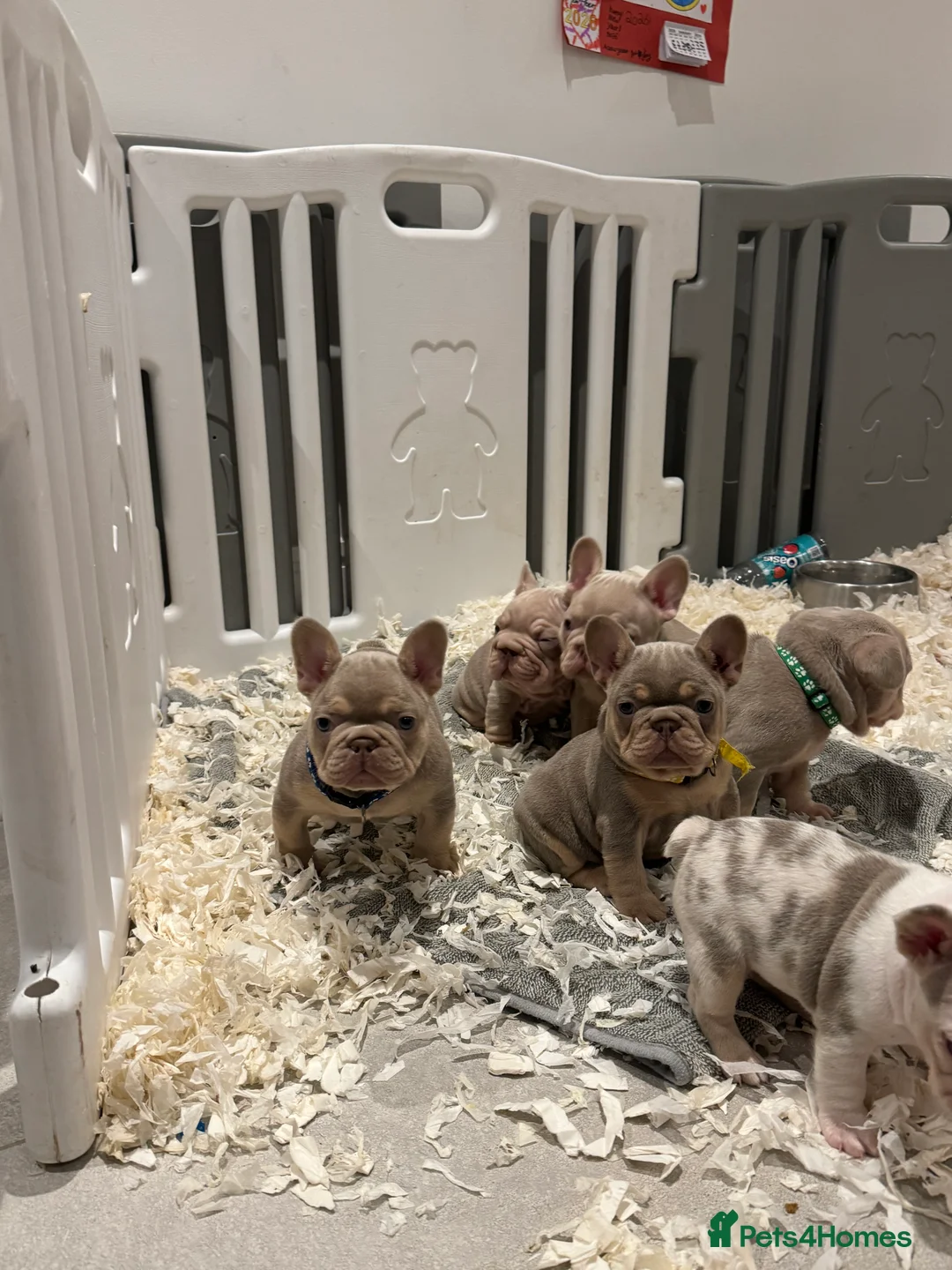 French Bulldog dogs for sale: High quality French bulldogs puppies  - Advert 31