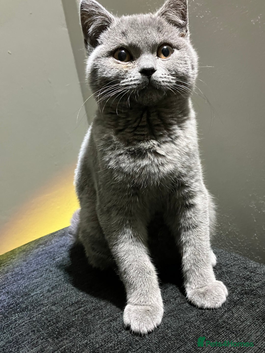 British Shorthair cats for sale: Male British Shorthair kitten 6 month old  - Image 2