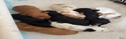Cocker Spaniel dogs for sale: 🧬Beautiful Show Type Cocker Spaniel Puppies🧬 - Advert 23