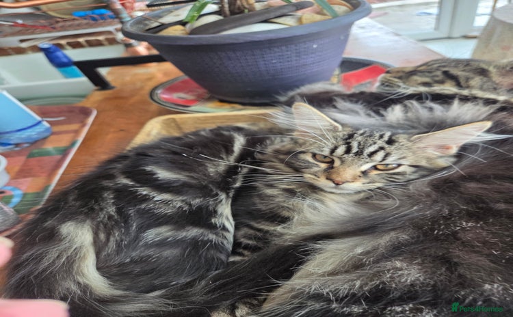 Maine Coon cats - Advert 13