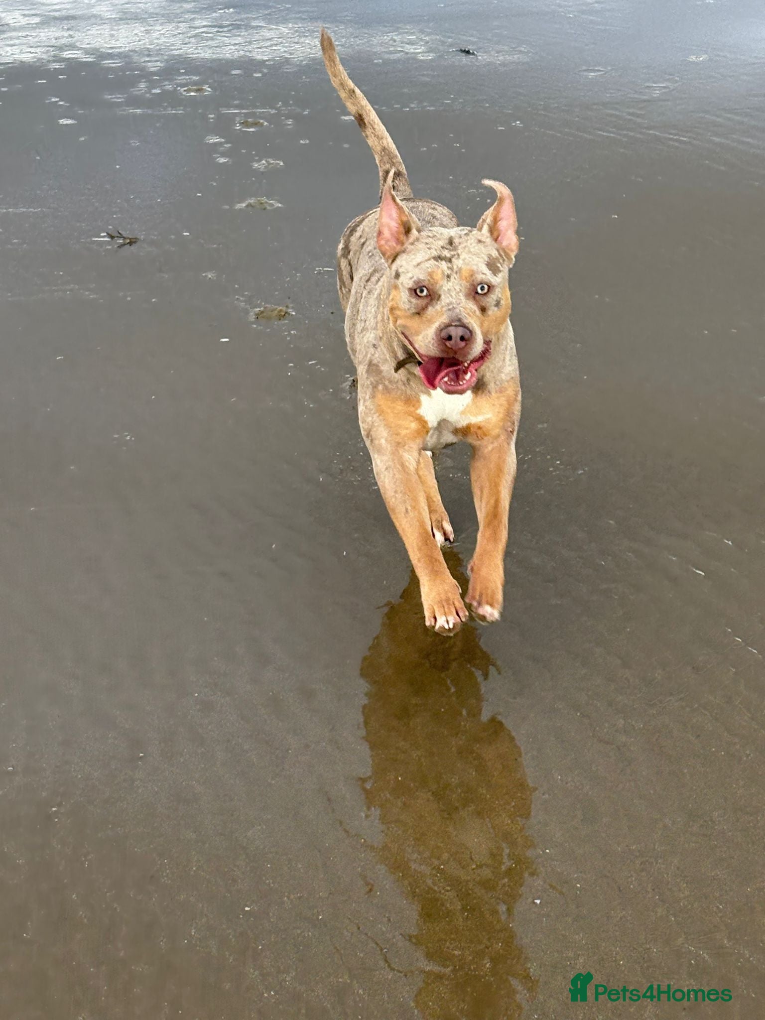 Mixed Breed dogs Beautiful large girl looking for new home :) - Advert 6