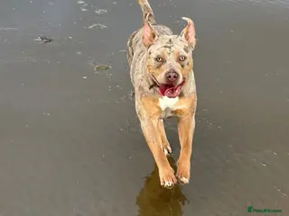 Mixed Breed dogs Beautiful large girl looking for new home :) - Advert 6