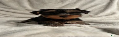 Yorkshire Terrier 1