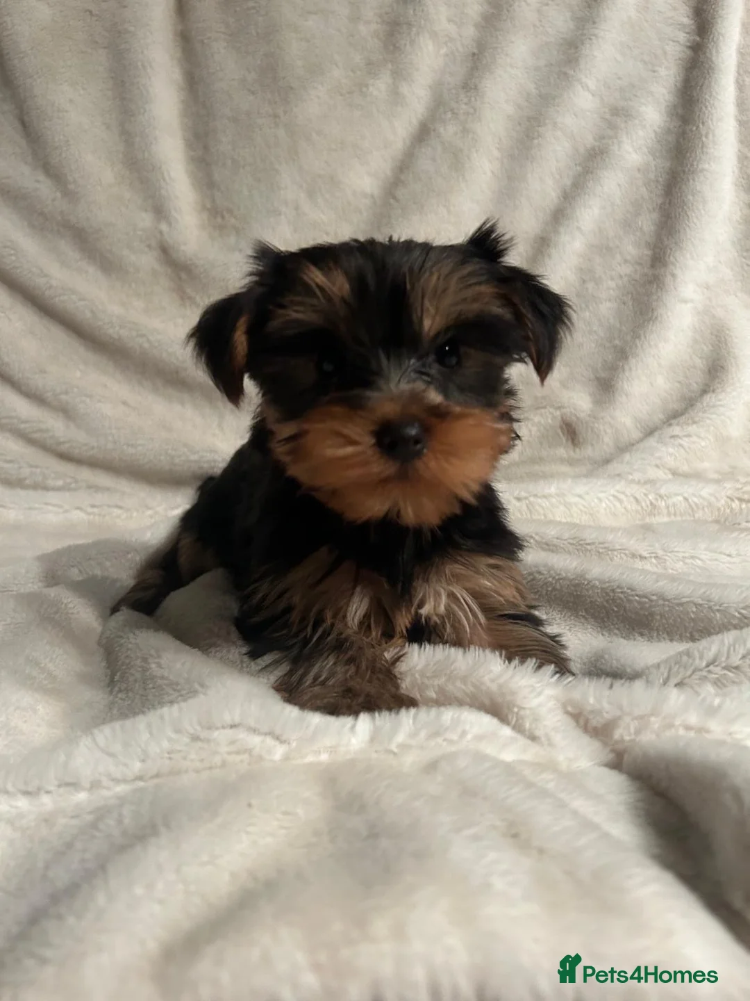 Yorkshire Terrier dogs for sale: Gorgeous Yorkshire terrier puppies  - Advert 2