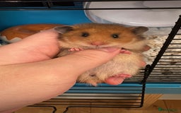 Hamster rodents for sale: Ready to go. Last 2 female golden hamsters - Image 2