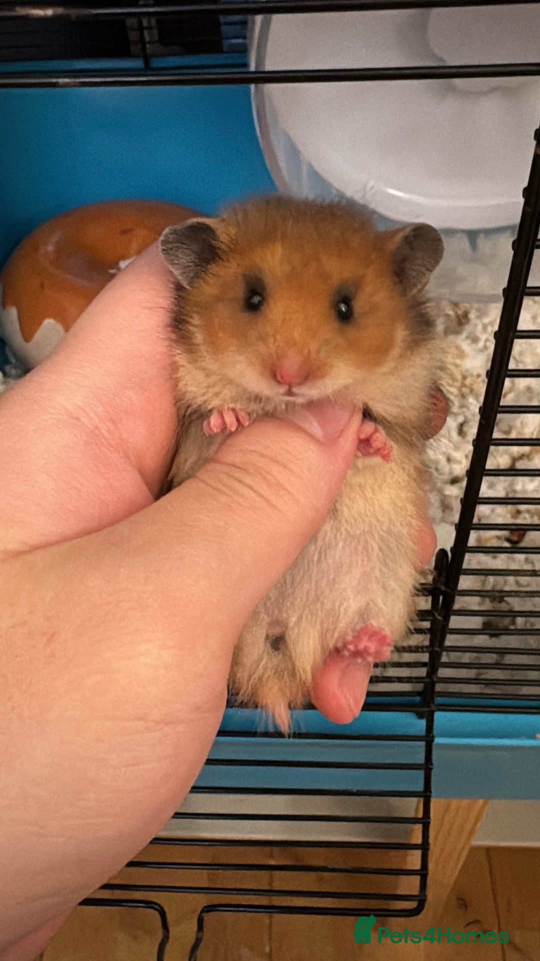 Hamster rodents for sale: Ready to go. Last 2 female golden hamsters - Image 2