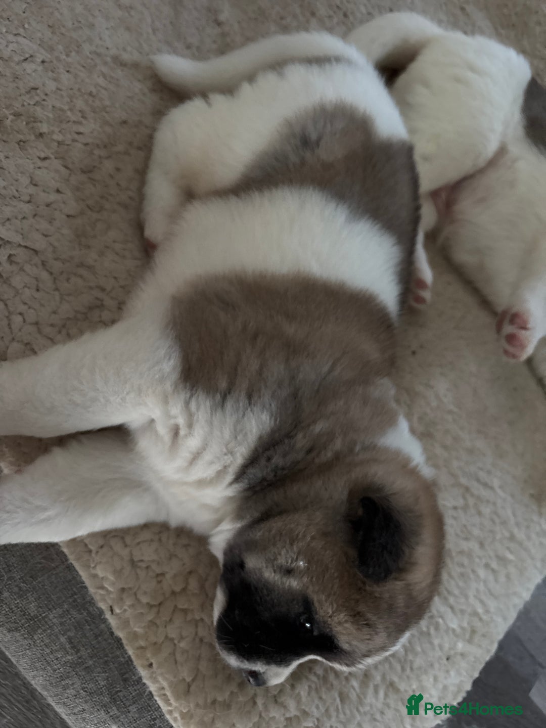 Akita dogs for sale: 3 male American Akita pups for sale - Advert 3