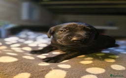 Labrador Retriever dogs for sale: Beautiful Labradors. Ready in time for Christmas - Image 27