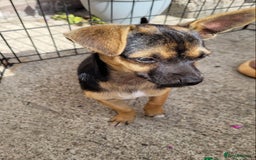 Mixed Breed dogs for sale: Jack-Chi boy for sale - Image 4