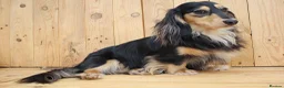 Miniature Dachshund dogs for sale: Stunning boy, fun and affectionate, health tested - Advert 1