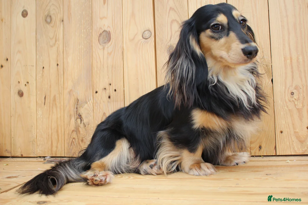 Miniature Dachshund dogs for sale: Stunning boy, fun and affectionate, health tested - Advert 1