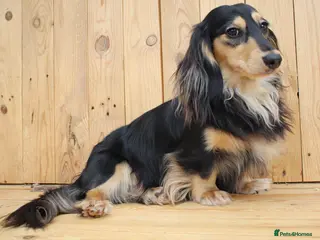 Miniature Dachshund dogs for sale: Stunning boy, fun and affectionate, health tested - Advert 2