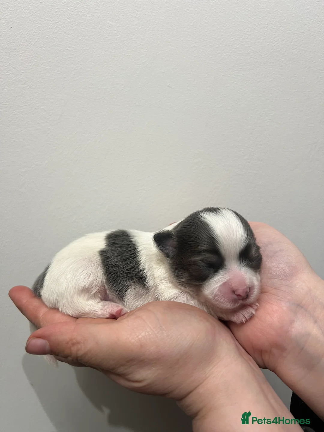 Chihuahua dogs for sale: Chihuahua Puppies - Advert 8