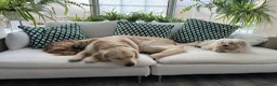 Golden Retriever dogs for sale: Meet Buddy! My best friend - Advert 3