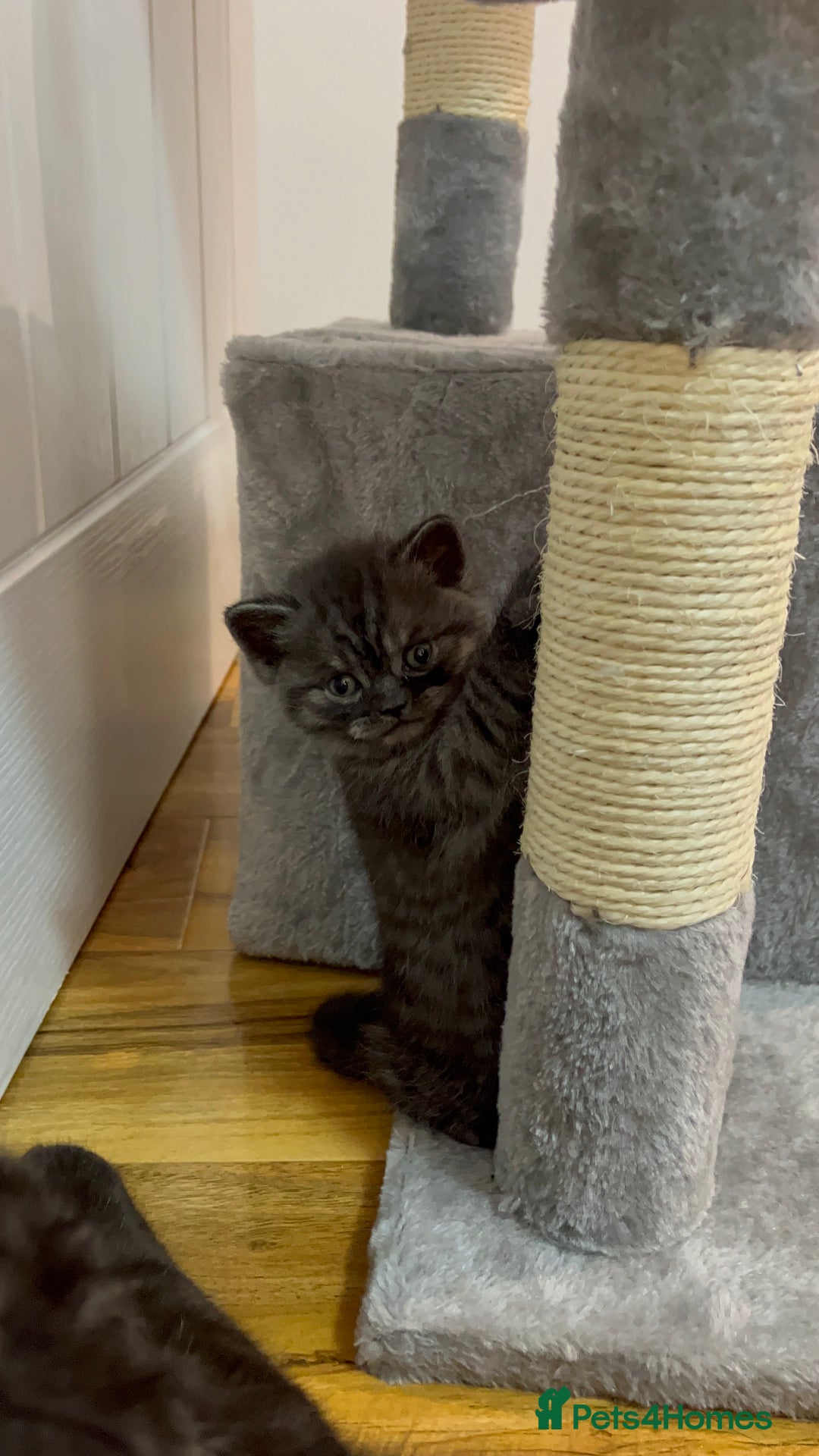 British Shorthair cats for sale: British Shorthair Kittens – 1 Boy & 3 Girls - Image 4
