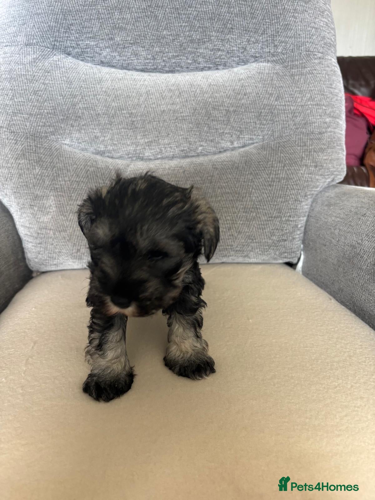 Miniature Schnauzer dogs for sale: Beautiful Miniature Schnauzers  - Advert 5