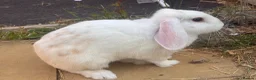 English rabbits for sale: 2x rabbits in Dudley - Advert 3