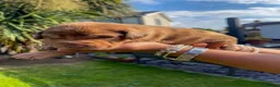 Mixed Breed dogs for sale: One of a kind mixed breed - Advert 3