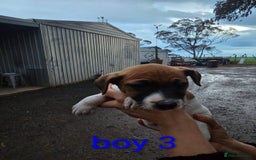 Jack Russell dogs for sale: Fluffiers jack russells - Image 4