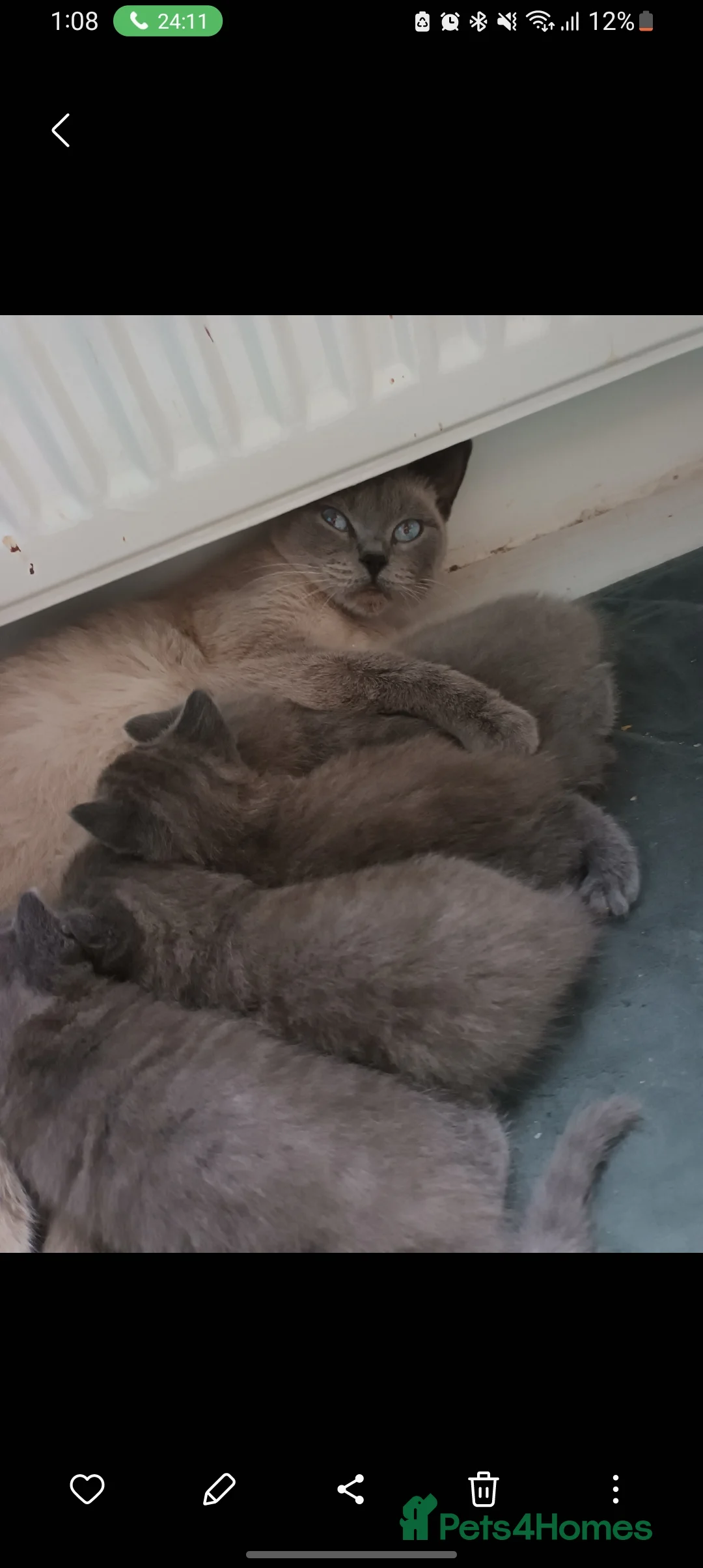 British Shorthair cats for sale: Baby British shorthair  - Advert 5