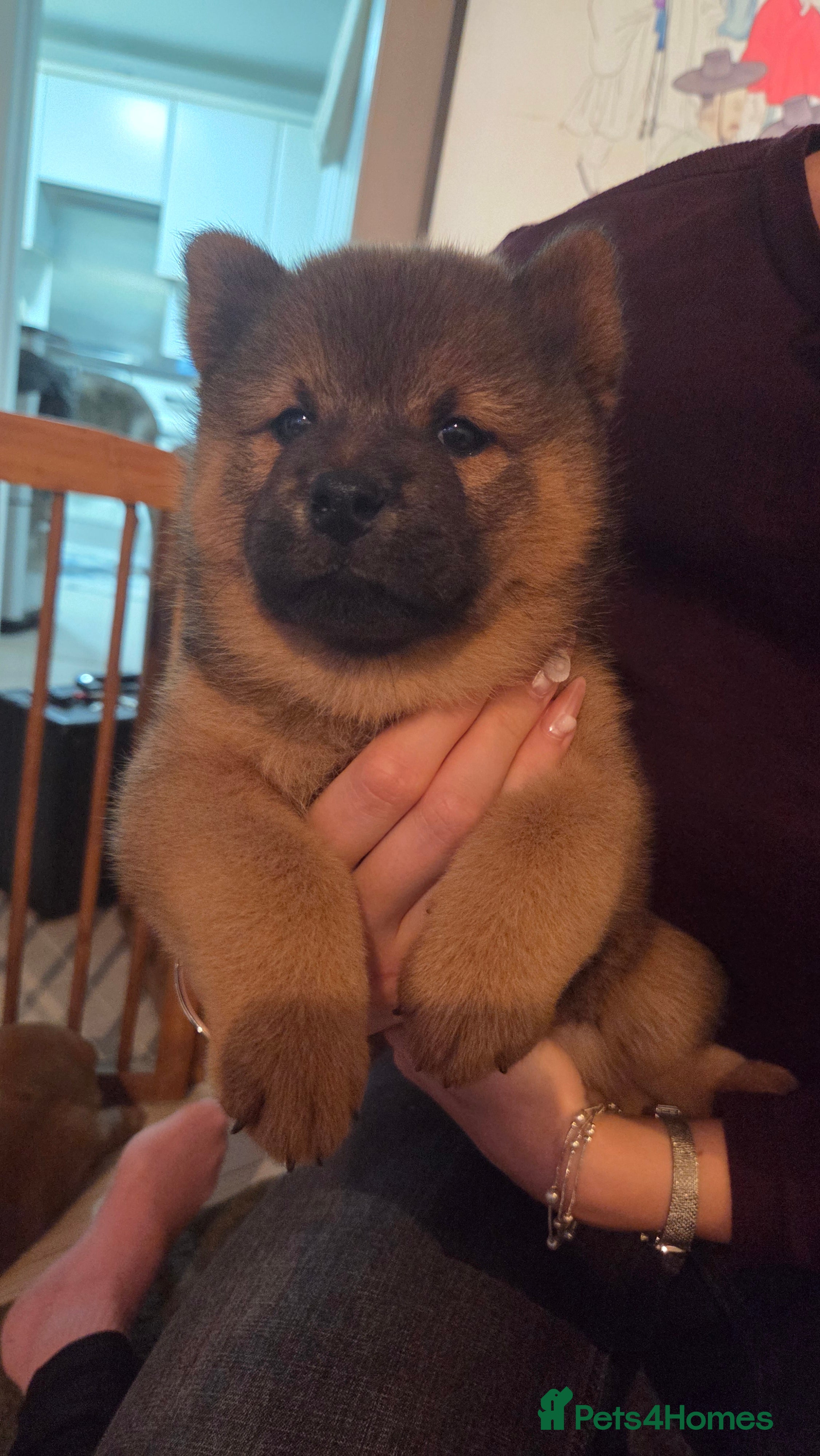 Mixed Breed dogs Chowba- Shiba Inu and Chow Chow cross - Advert 2