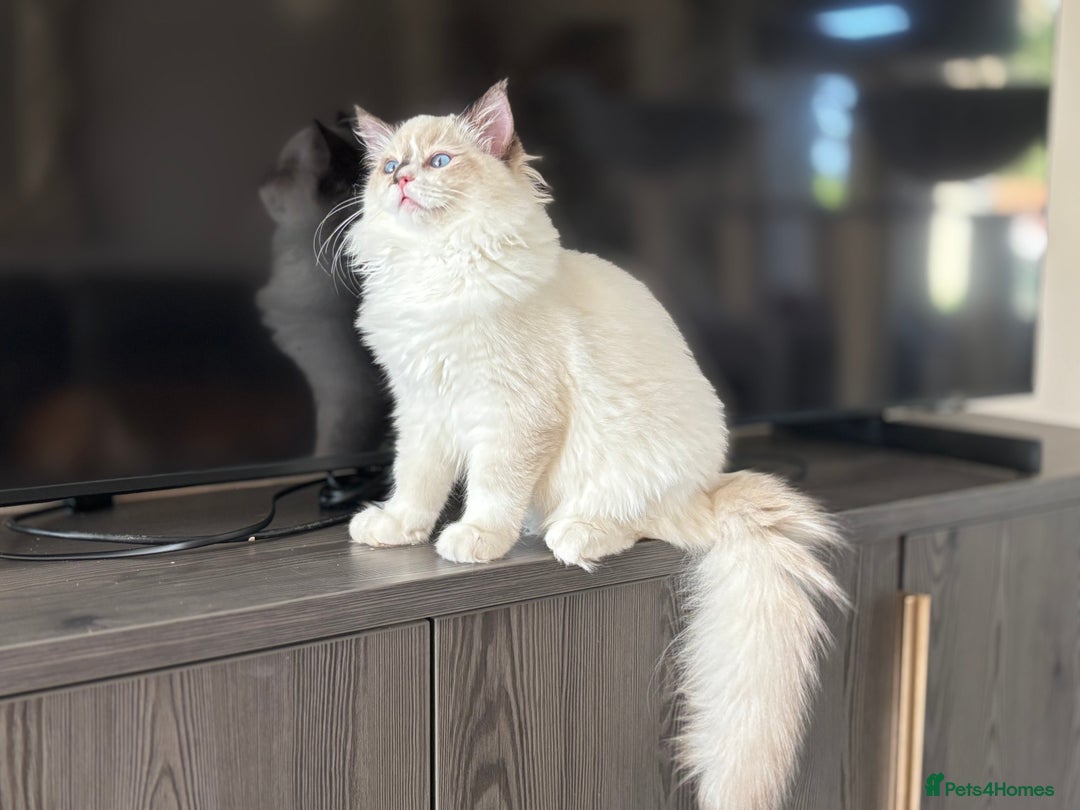 Ragdoll cats for sale: TICA DNA tested 5 Gen Pedigree  - Image 16