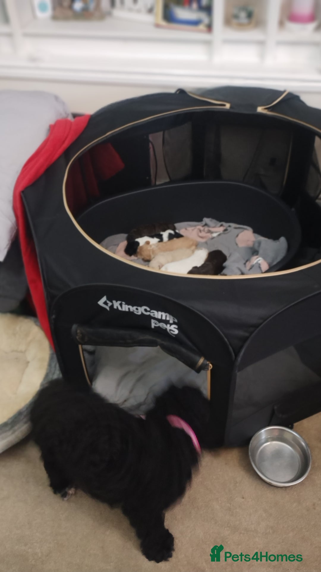 Cockapoo dogs for sale: Cockapoo puppies - Advert 5