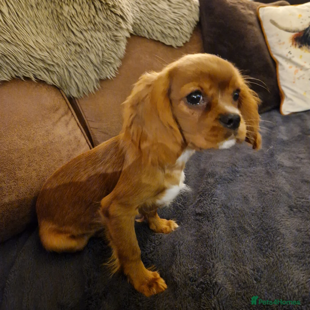 Cavalier King Charles Spaniel dogs for sale: Stunning Boy available  - Advert 3