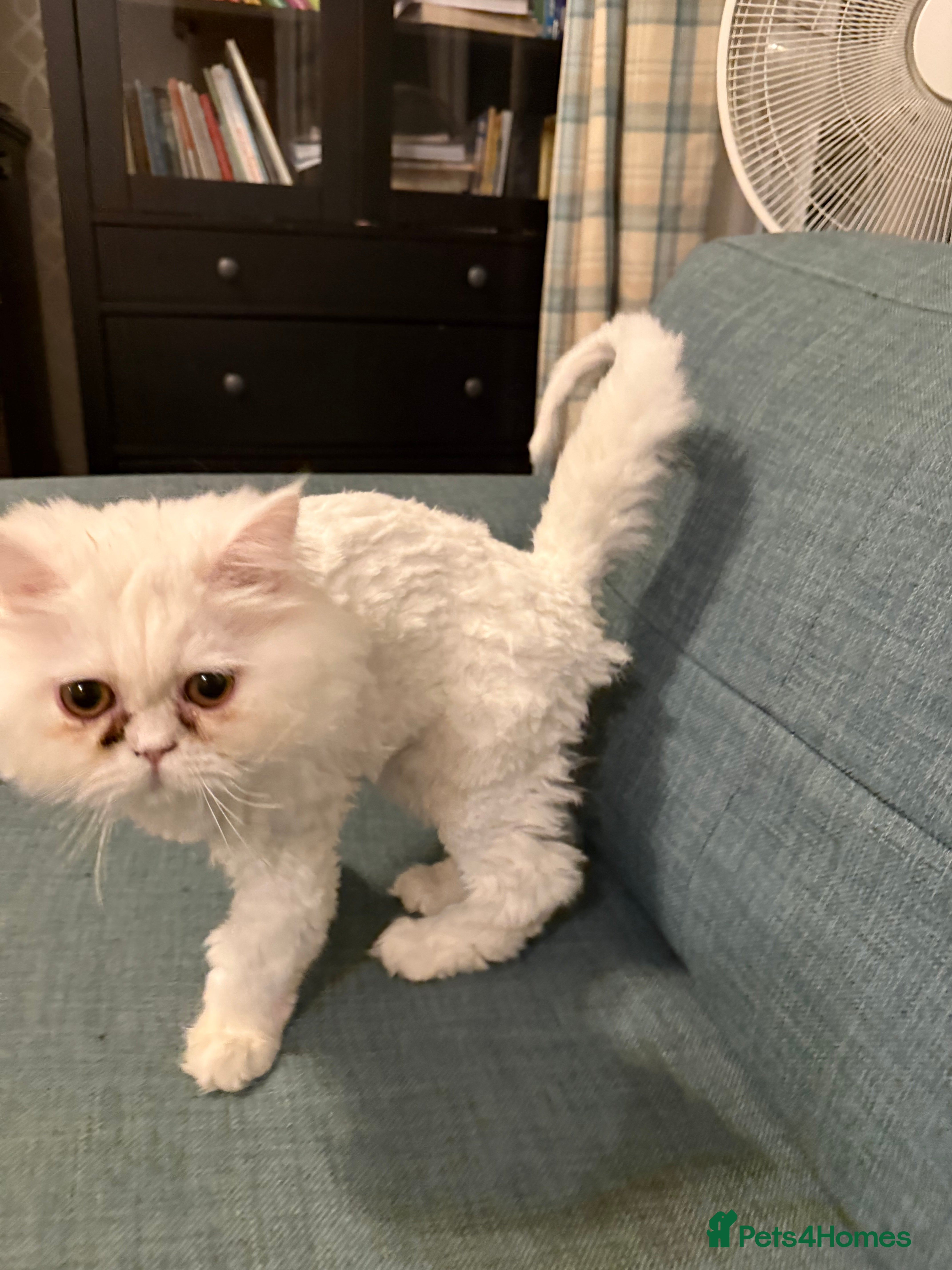 Persian cats 	Healthy playful kitten ready for loving home - Advert 9