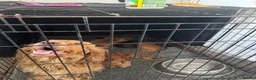 Cocker Spaniel dogs for sale: Full pedigree beautiful show cocker spaniels  - Advert 3