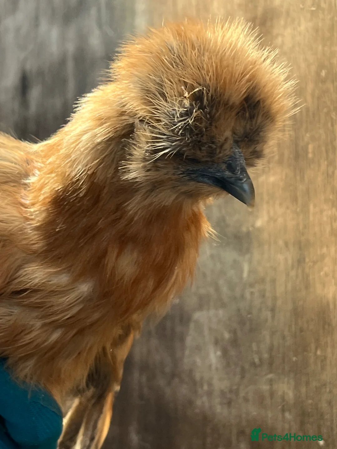 Chickens poultry for sale: Bantam chickens POL silkies pekins - Advert 2