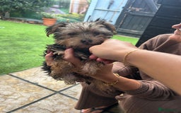 Yorkshire Terrier dogs for sale: Yorkshire terriers 1 boy 3 girls - Image 20