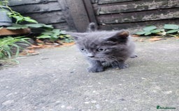 Mixed Breed cats for sale: British Shorthair mixed - Image 3