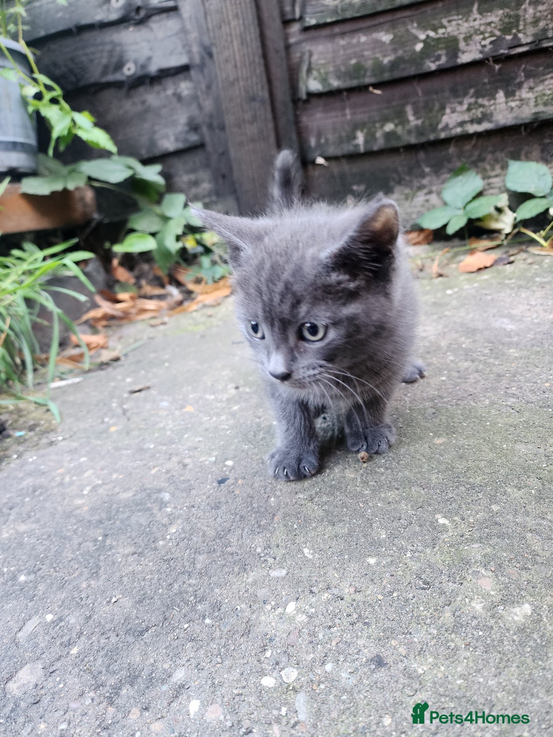 Mixed Breed cats for sale: British Shorthair mixed - Image 3