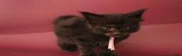 Maine Coon cats for sale: 🔥Gorgeous Maine Coons Available🔥 - Advert 9