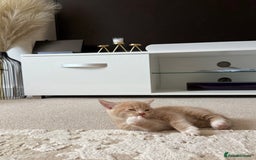 Mixed Breed cats for sale: 9 Week Old Kitten - Image 5