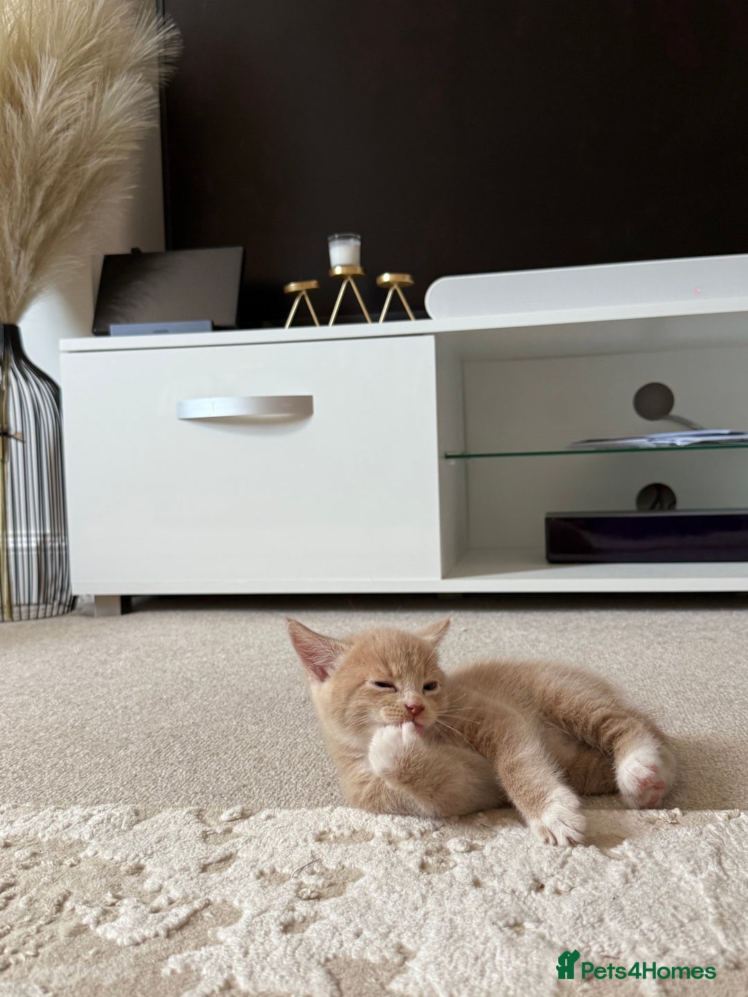 Mixed Breed cats for sale: 9 Week Old Kitten - Image 5
